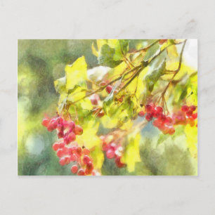 Winter Berries Watercolor Postcard