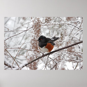 Winter Bird in the Snow Poster