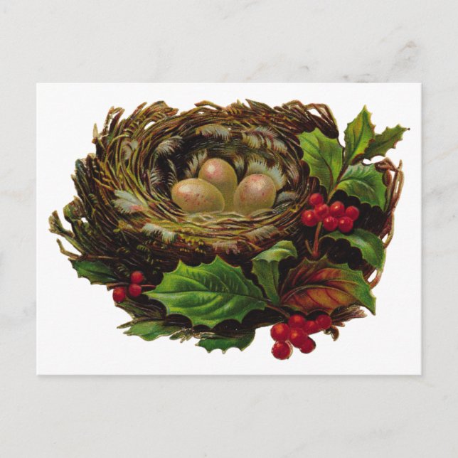 Winter Bird Nest Postcard (Front)