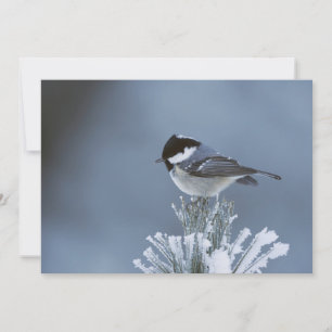 Winter Bird Perched on Frosted Pine Branch Holiday Card