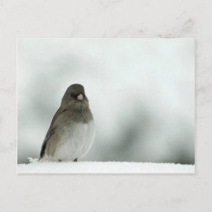 Winter Bird Postcard