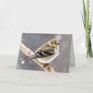 Winter Bird Snow Scene - American Goldfinch Card