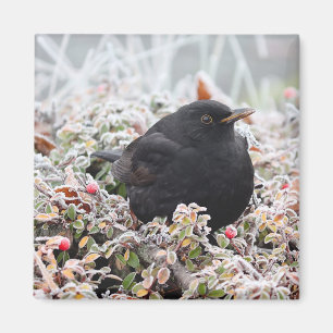 Winter Blackbird Magnet