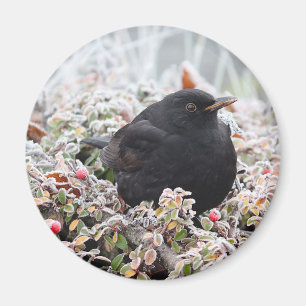 Winter Blackbird Magnet