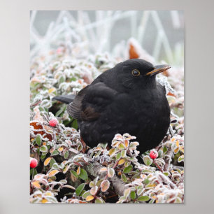 Winter Blackbird Poster
