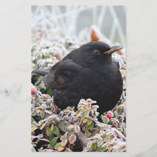 Winter Blackbird Stationery