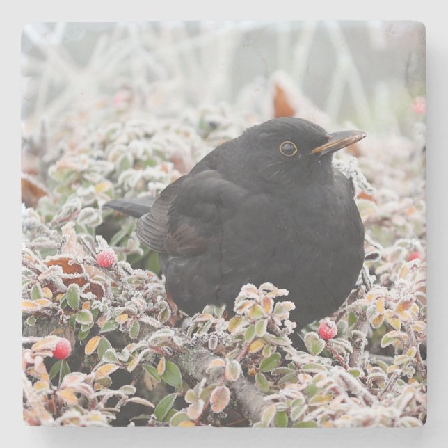 Winter Blackbird Stone Coaster (Front)