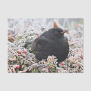 Winter Blackbird Tissue Paper