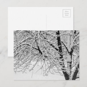 Winter Blizzard Storm Snowy Tree Nature Photograph Postcard