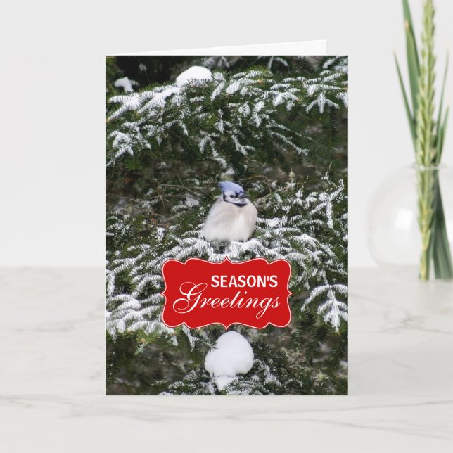 Winter Blue Jay Holiday Greeting Card (Front)