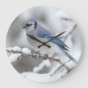 Winter Blue Jay Large Clock