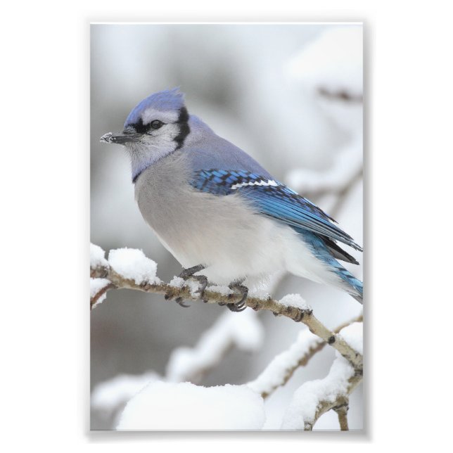 Winter Blue Jay Photo Print (Front)