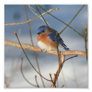 Winter Bluebird 8x8 Photo Print