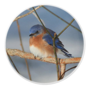 Winter Bluebird  Ceramic Knob