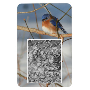 Winter Bluebird Frame Create Your Own Photo Magnet
