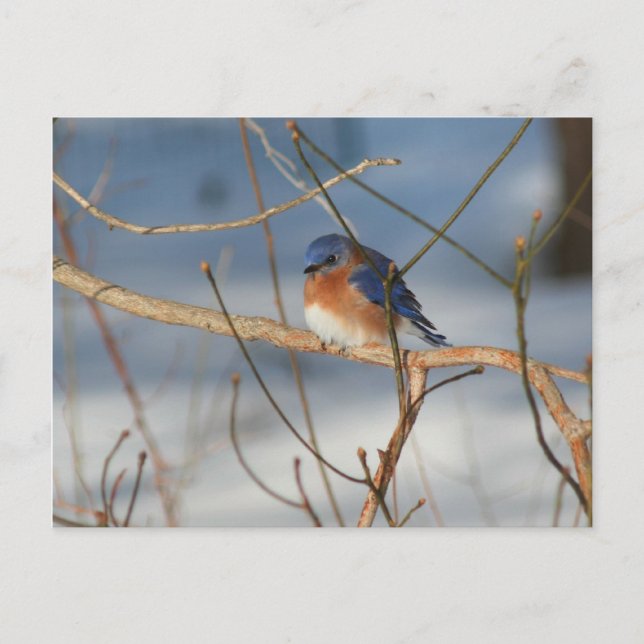 Winter Bluebird Nature Animal Photo Postcard (Front)