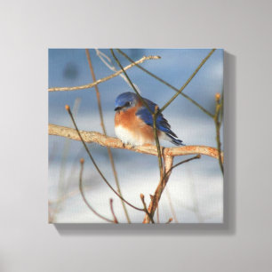 Winter Bluebird Nature Canvas Print