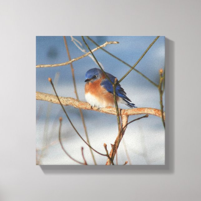 Winter Bluebird Nature Canvas Print (Front)