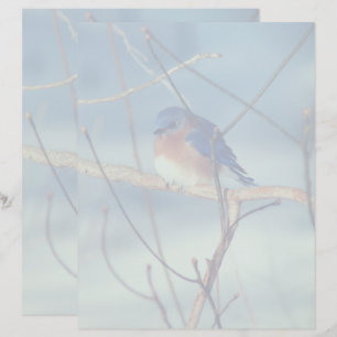 Winter Bluebird Nature Letterhead
