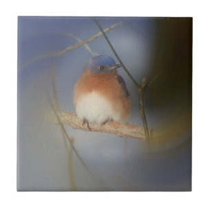 Winter Bluebird Nature Tile