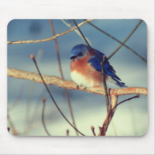 Winter Bluebird Wildlife Nature  Mouse Pad