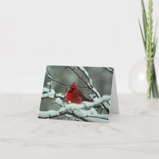 Winter  Cardinal - Customized Card