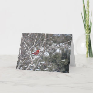 Winter Cardinal Holiday Card