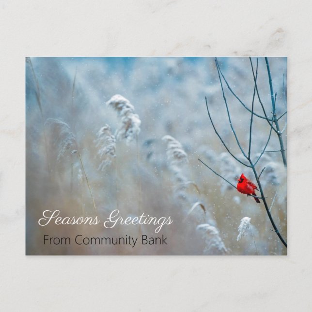 Winter Cardinal Holiday Christmas Postcard (Front)