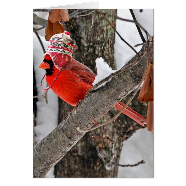 Winter cardinal with hat (Front)