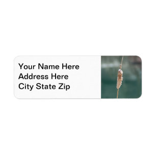 Winter Cattail Closeup