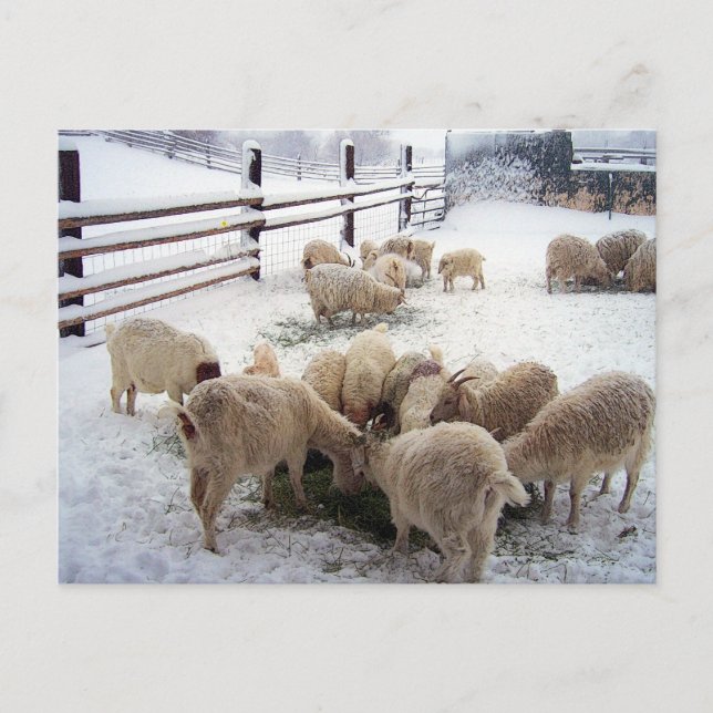Winter Chow Time For Goats Postcard (Front)