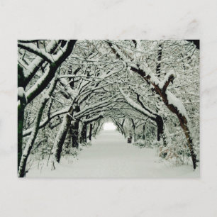 Winter & Christmas Wishes Holiday Postcard