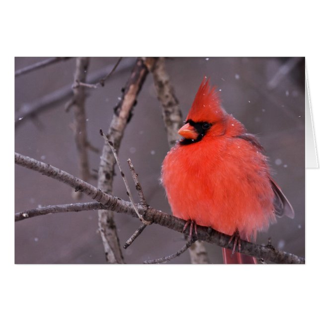 Winter Contemplation (Front Horizontal)