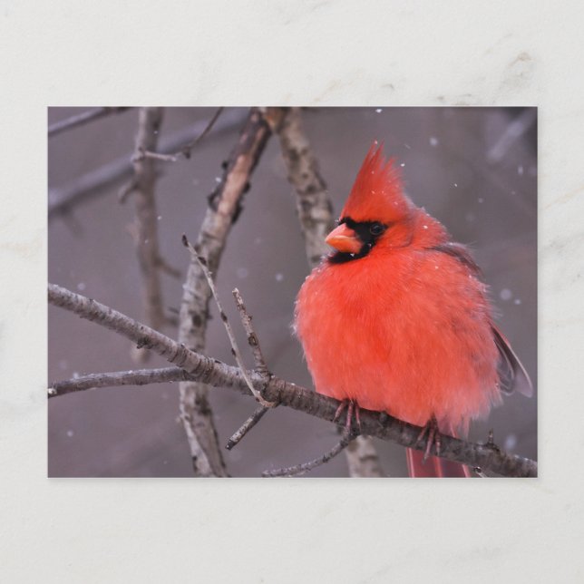 Winter Contemplation Postcard (Front)