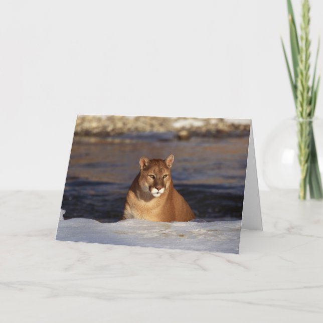 Winter Cougar Card (Front)