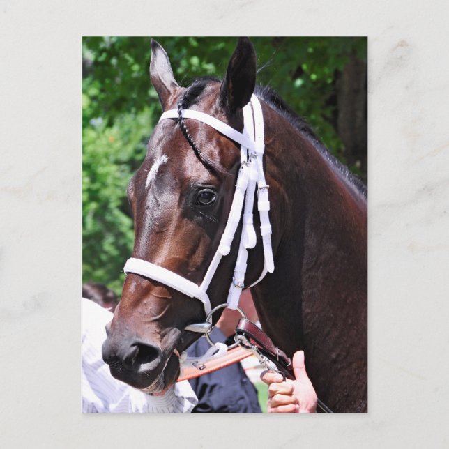 "Winter Dawn" wins her first start Postcard (Front)