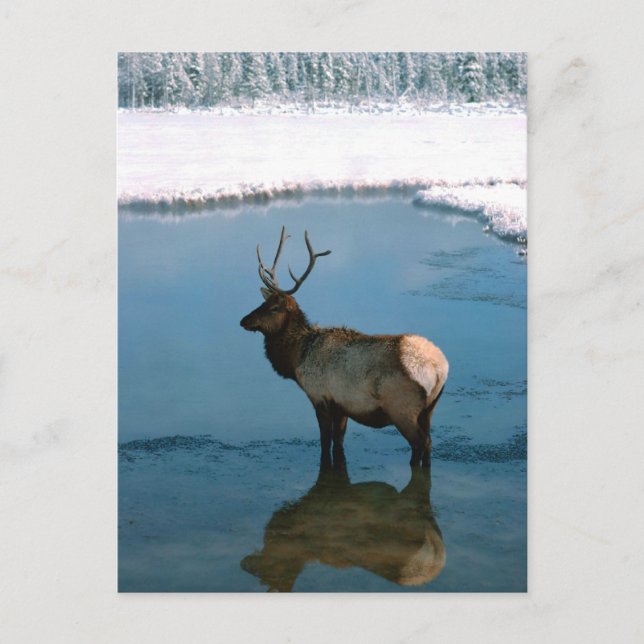 Winter Deer at Pond Postcard (Front)