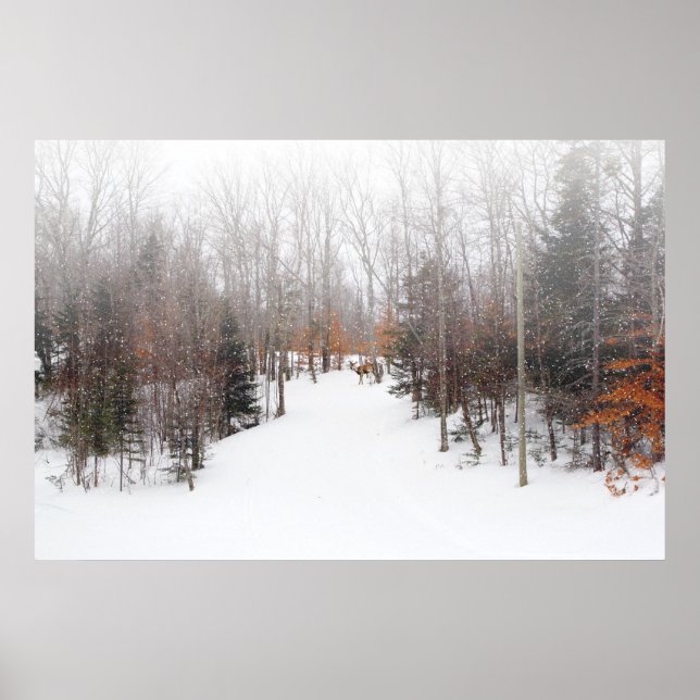 Winter Deer Poster (Front)