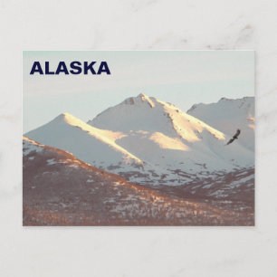 Winter Eagle Postcard