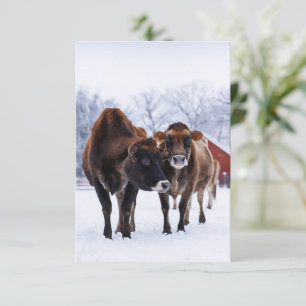 Winter farm two brown cow in the snow greeting card