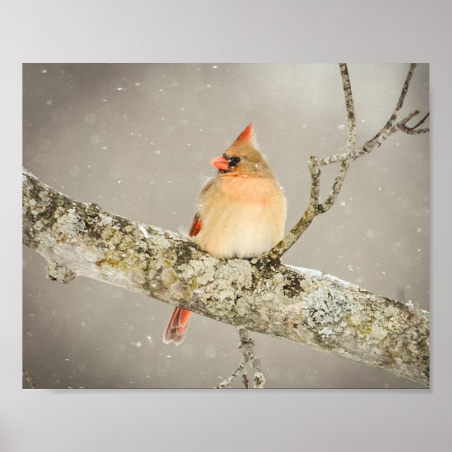 Winter Female Cardinal Bird Poster (Front)
