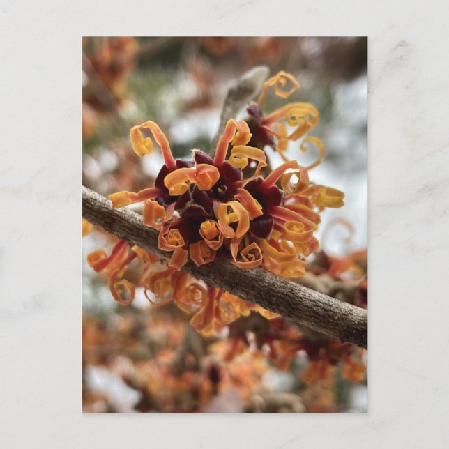 Winter Fire Holiday Postcard (Front)