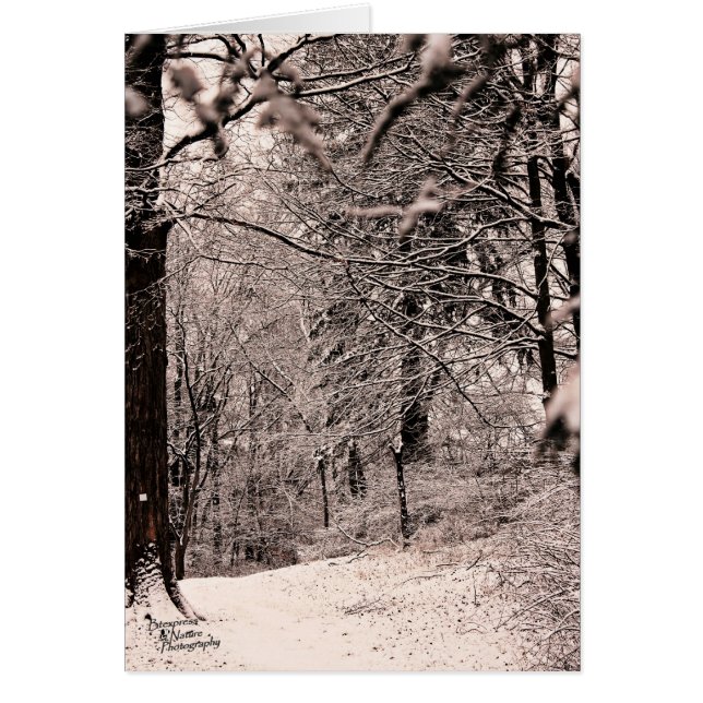 Winter Forest (5.0) (Front)