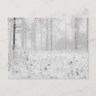 Winter forest landscape with snowy winter trees holiday postcard