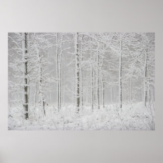 Winter forest landscape with snowy winter trees poster