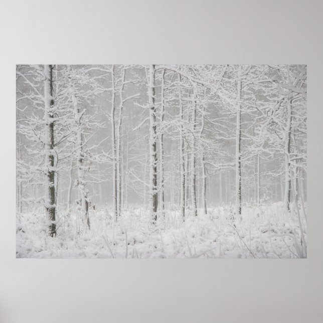Winter forest landscape with snowy winter trees poster (Front)