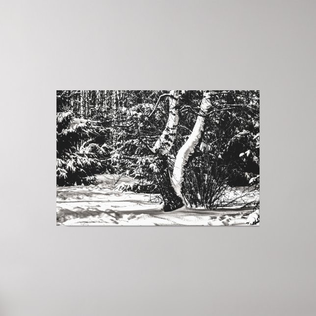 Winter Forest, Snow, Birch And Spruce Trees Canvas Print (Front)