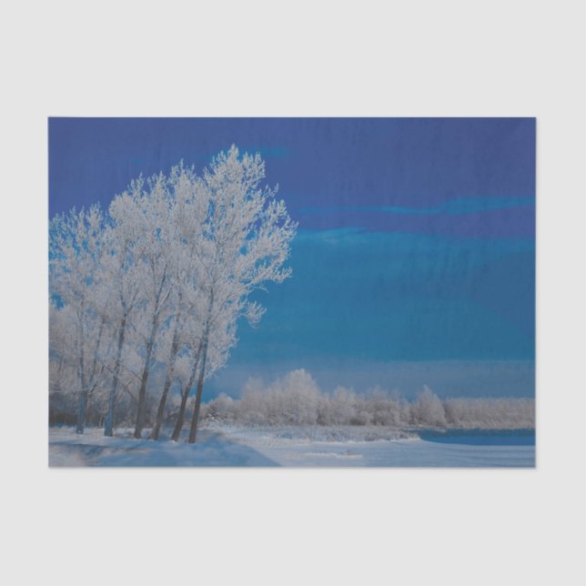Winter Forest Trees Snow Blue Sky Nature Tissue Paper (Front)