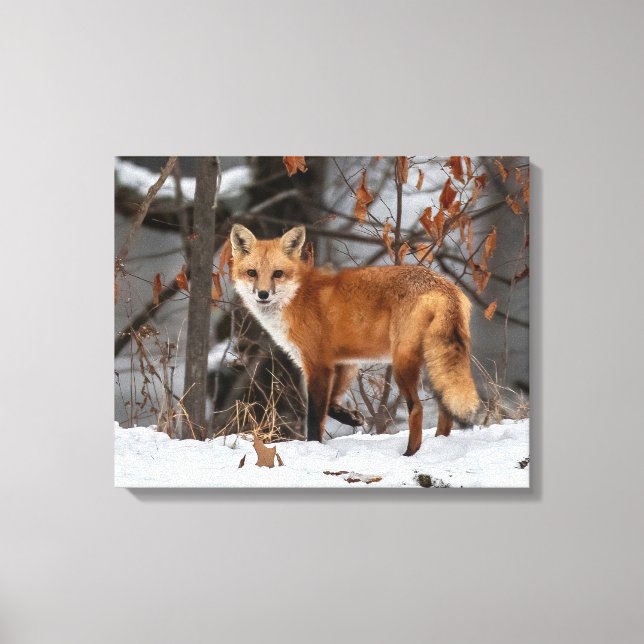Winter Fox     Canvas Print (Front)