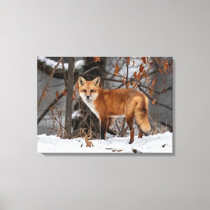 Winter Fox Canvas Print